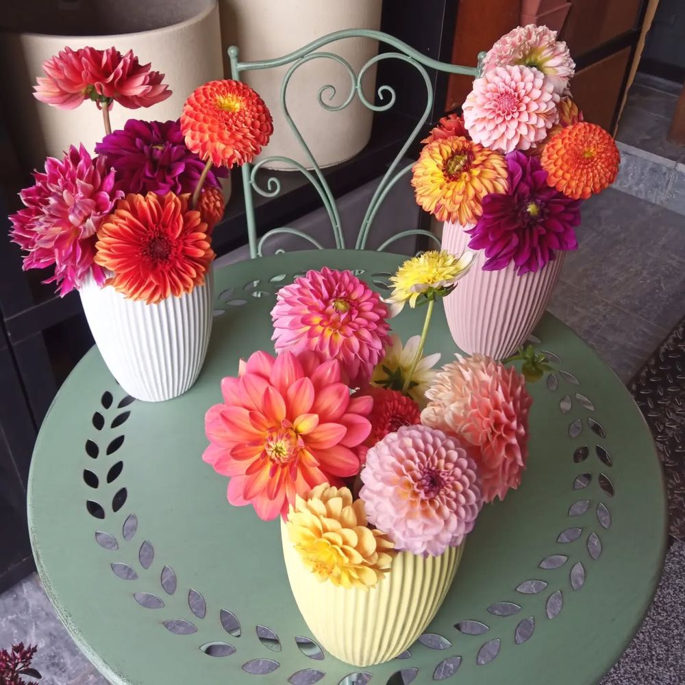 Dahlias en vase