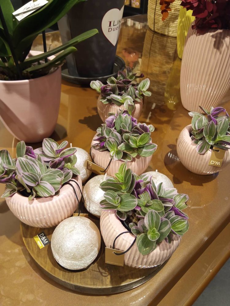 Plantes en pots
