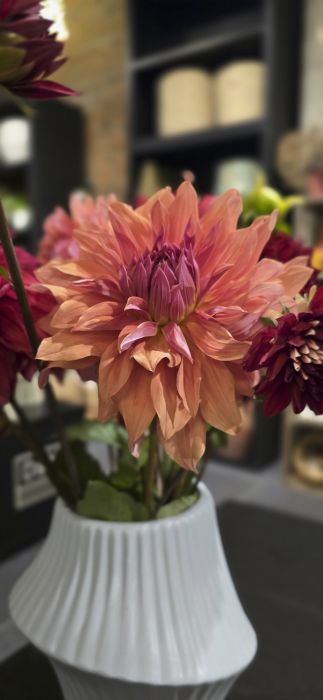 Dahlia saumon aux pétales ébouriffés teintés de rose
