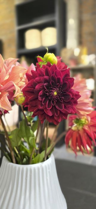 Gros plan sur un dahlia bordeaux au cœur doré