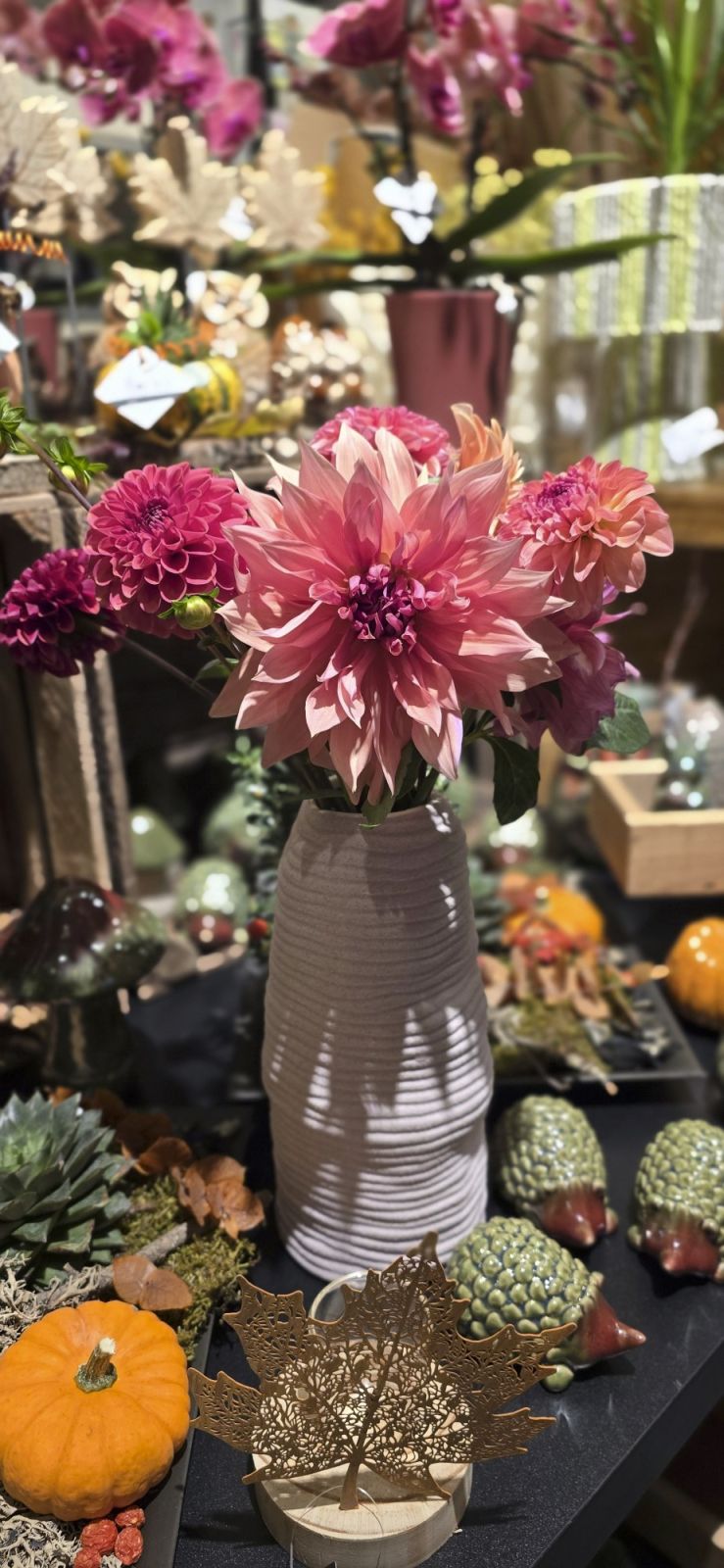 Bouquet de dahlias roses et bordeaux dans un vase blanc, au milieu de la décoration d'automne de la boutique