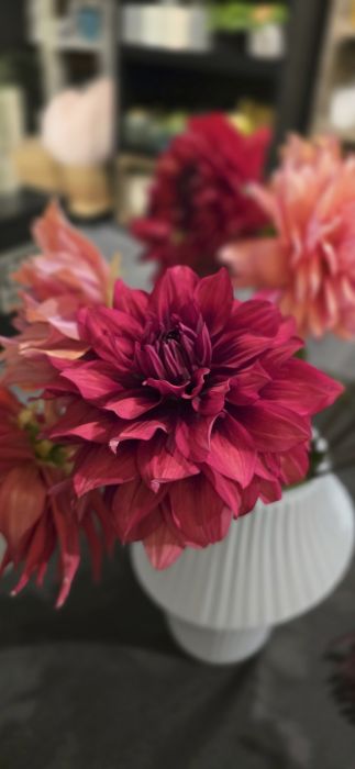 Dahlia framboise en gros plan, d'autres dahlias en arrière-plan