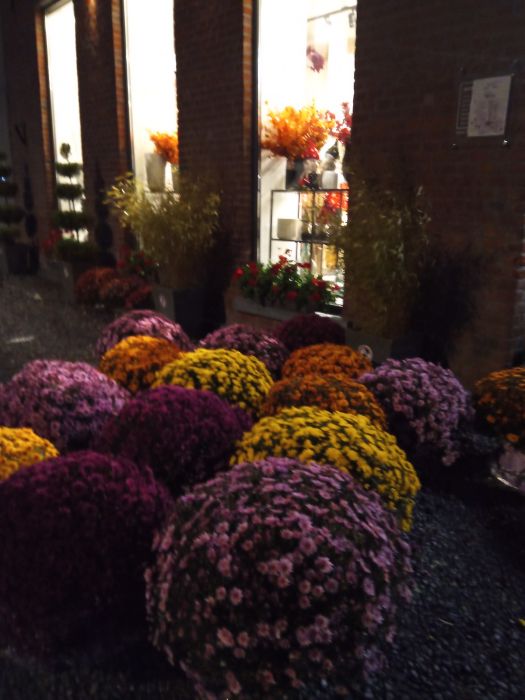 Les chrysanthèmes, une fleur pleine de souvenirs