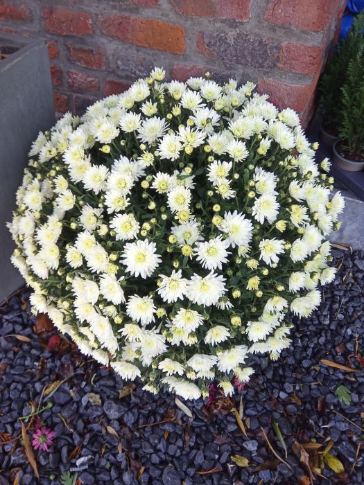 Les chrysanthèmes, une fleur pleine de souvenirs