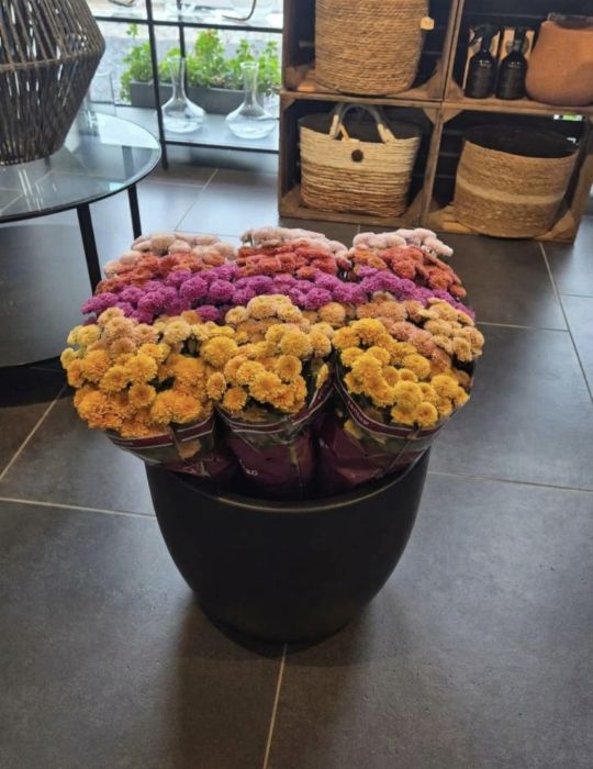 Les chrysanthèmes, une fleur pleine de souvenirs