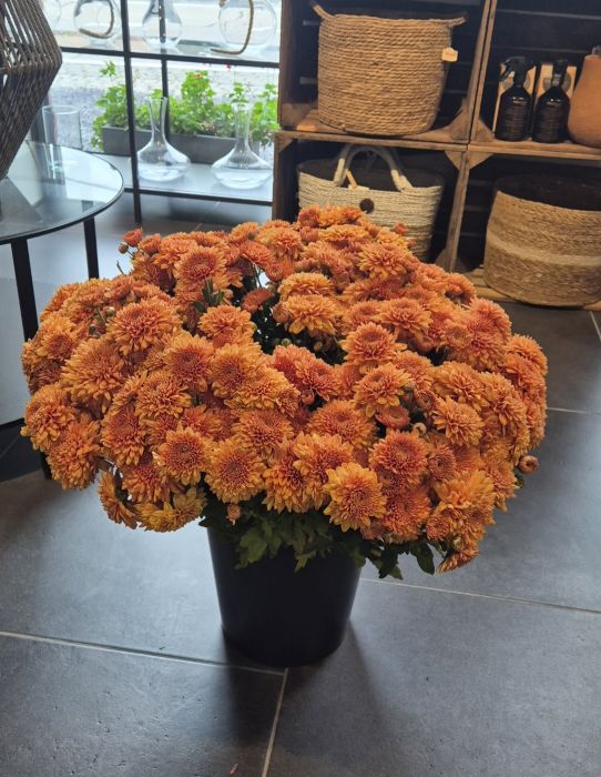 Les chrysanthèmes, une fleur pleine de souvenirs