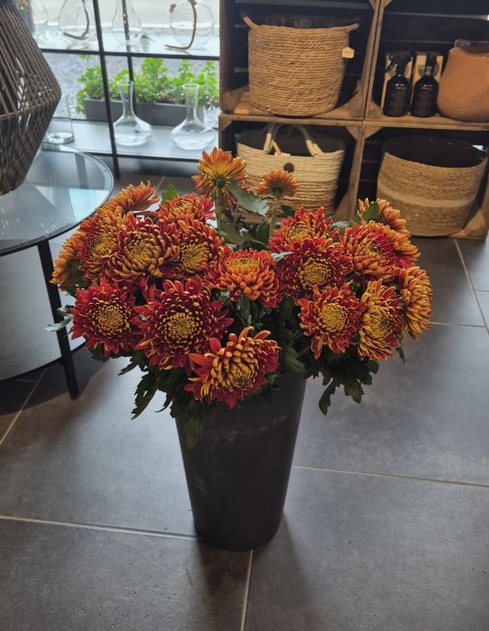 Les chrysanthèmes, une fleur pleine de souvenirs