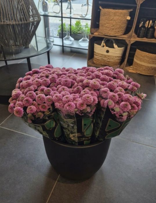 Les chrysanthèmes, une fleur pleine de souvenirs