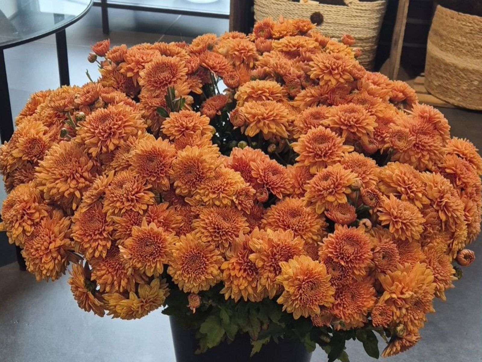 Les chrysanthèmes, une fleur pleine de souvenirs