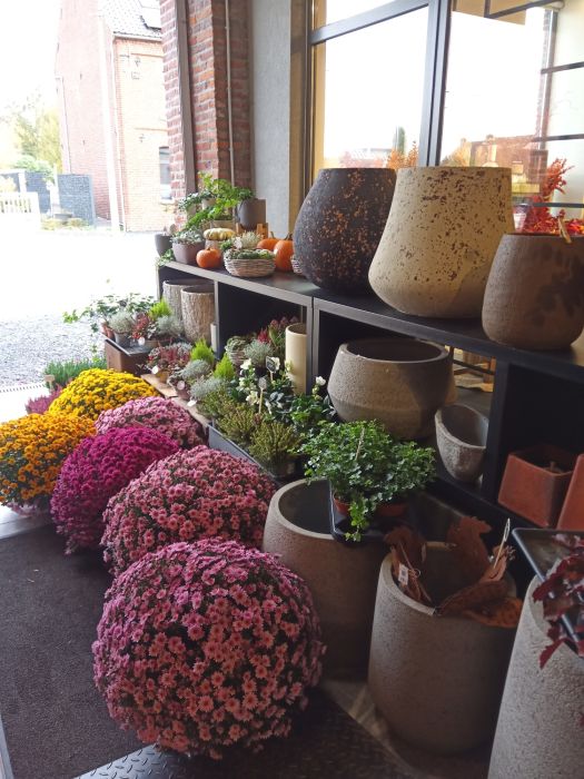Les chrysanthèmes, une fleur pleine de souvenirs