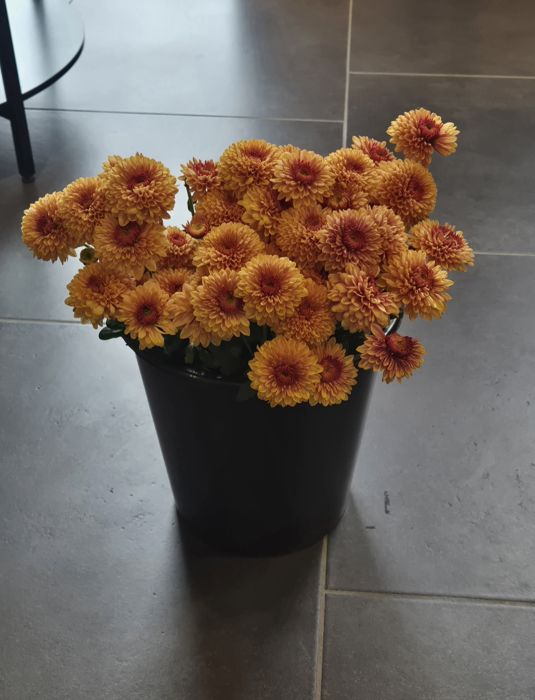 Les chrysanthèmes, une fleur pleine de souvenirs