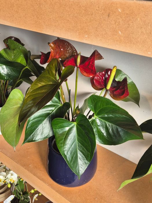 Les plantes vertes : d'où viennent-elles et comment les chouchouter ? 🌿