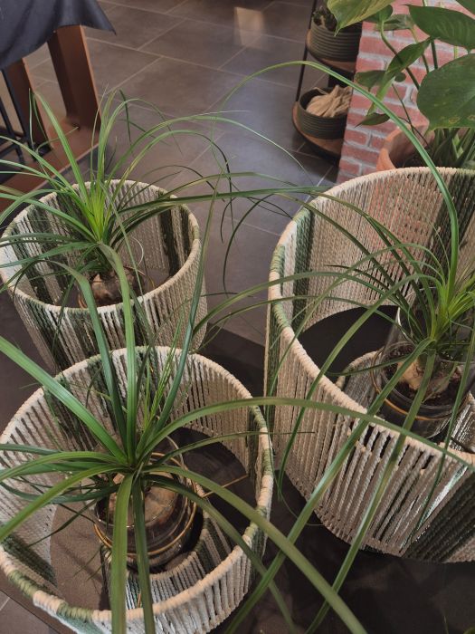 Les plantes vertes : d'où viennent-elles et comment les chouchouter ? 🌿