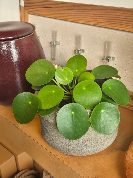 Les plantes vertes : d'où viennent-elles et comment les chouchouter ? 🌿