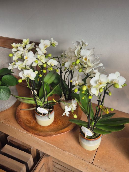 Les plantes vertes : d'où viennent-elles et comment les chouchouter ? 🌿