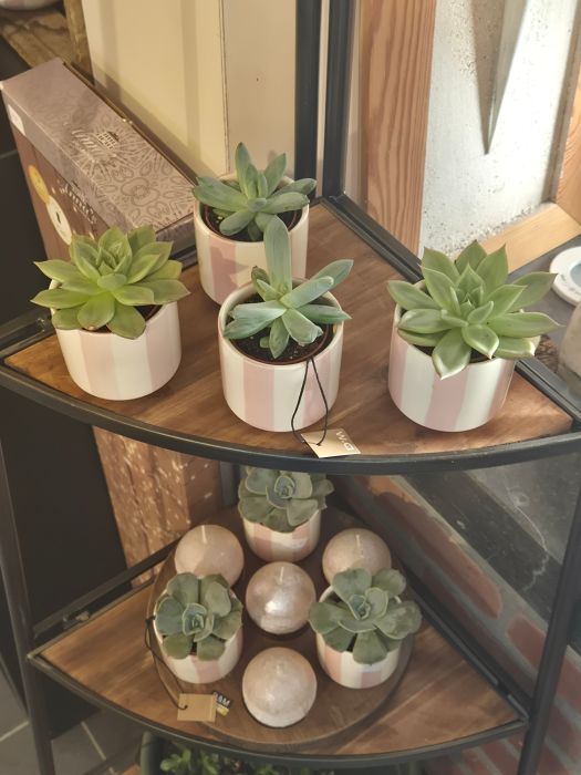 Les plantes vertes : d'où viennent-elles et comment les chouchouter ? 🌿