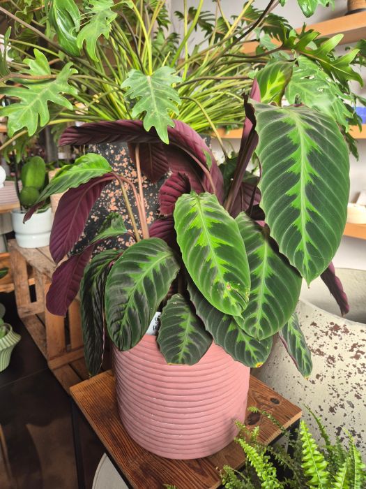 Les plantes vertes : d'où viennent-elles et comment les chouchouter ? 🌿