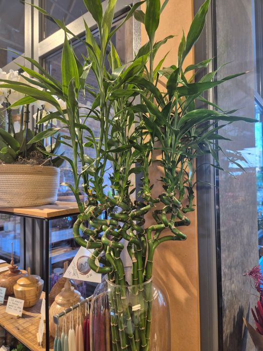 Les plantes vertes : d'où viennent-elles et comment les chouchouter ? 🌿