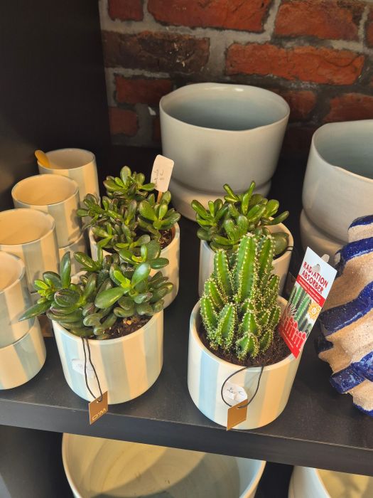 Les plantes vertes : d'où viennent-elles et comment les chouchouter ? 🌿