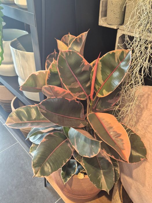 Les plantes vertes : d'où viennent-elles et comment les chouchouter ? 🌿