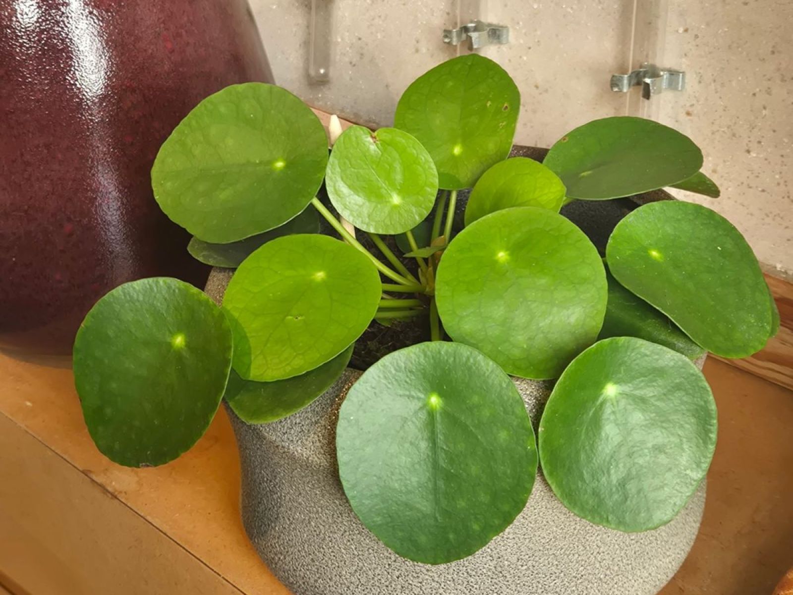 Les plantes vertes : d'où viennent-elles et comment les chouchouter ? 🌿