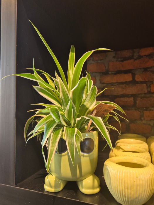 Les plantes vertes : d'où viennent-elles et comment les chouchouter ? 🌿
